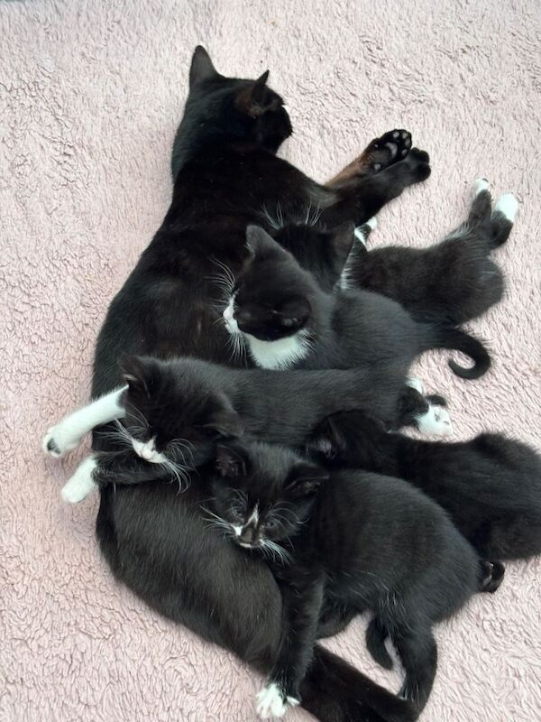Five beautiful kittens