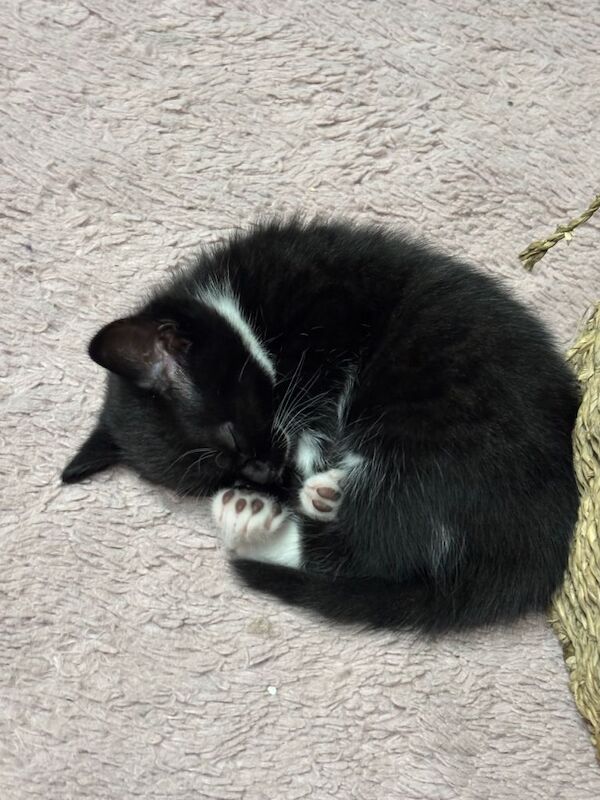 Five beautiful kittens - Image 2 of 5
