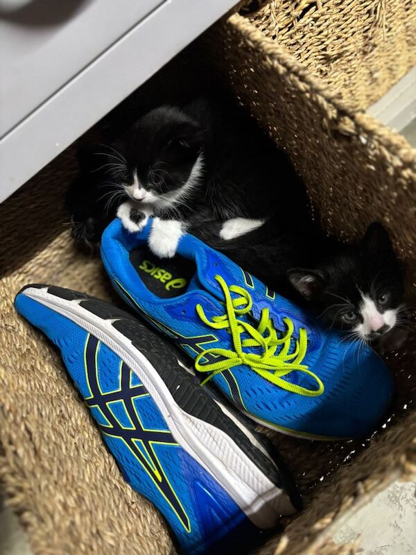 Five beautiful kittens - Image 3 of 5