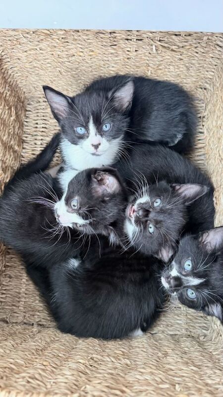 Five beautiful kittens - Image 4 of 5