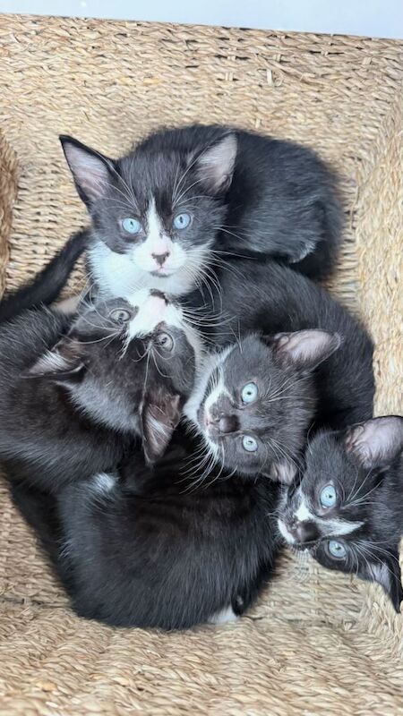 Five beautiful kittens - Image 5 of 5