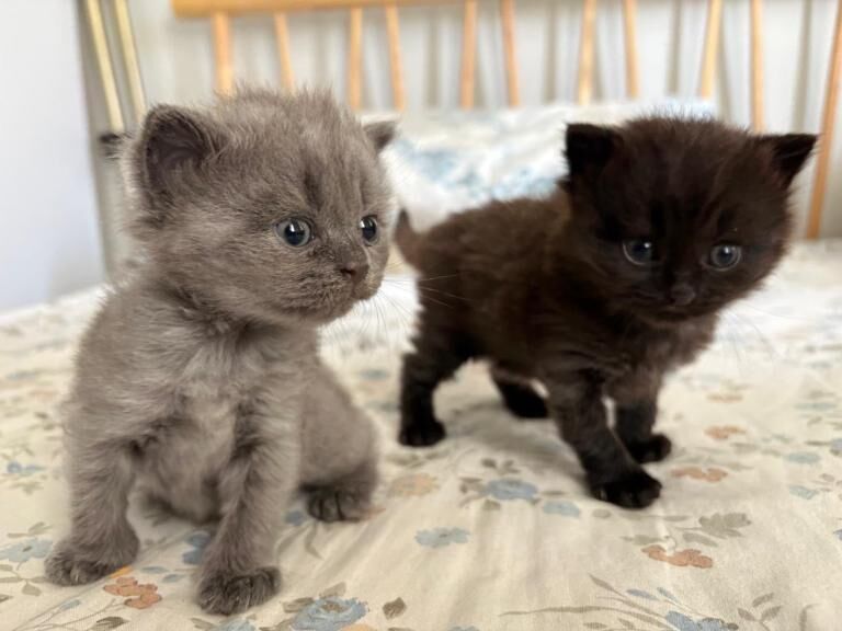 Fluffy 12-week-old kittens looking for homes (British Shorthair cross)