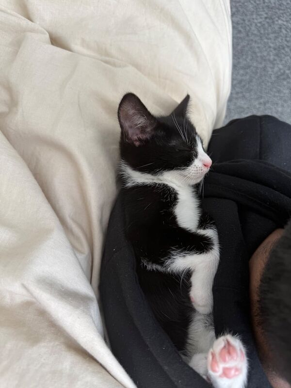 British Shorthair kittens for sale in Wallasey, Merseyside – 11 months old - Image 1 of 3