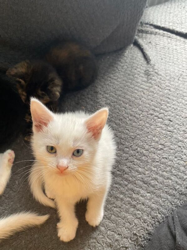 British Shorthair kittens for sale in Ruddington, Nottinghamshire – 8 weeks old
