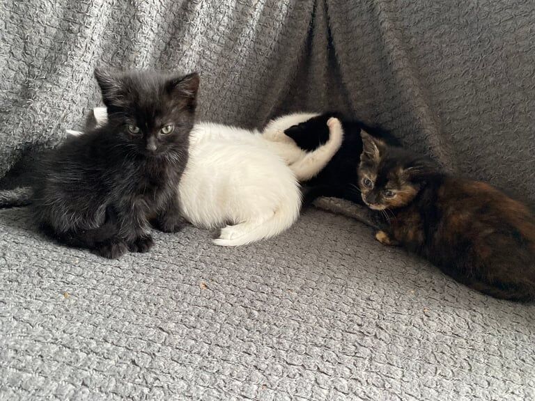 British Shorthair kittens for sale in Ruddington, Nottinghamshire – 8 weeks old - Image 2 of 3