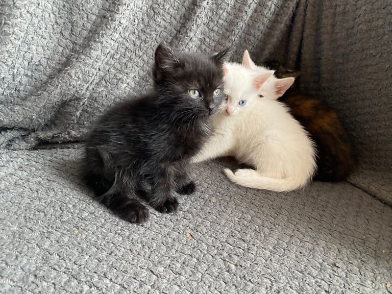 British Shorthair kittens for sale in Ruddington, Nottinghamshire – 8 weeks old - Image 3 of 3