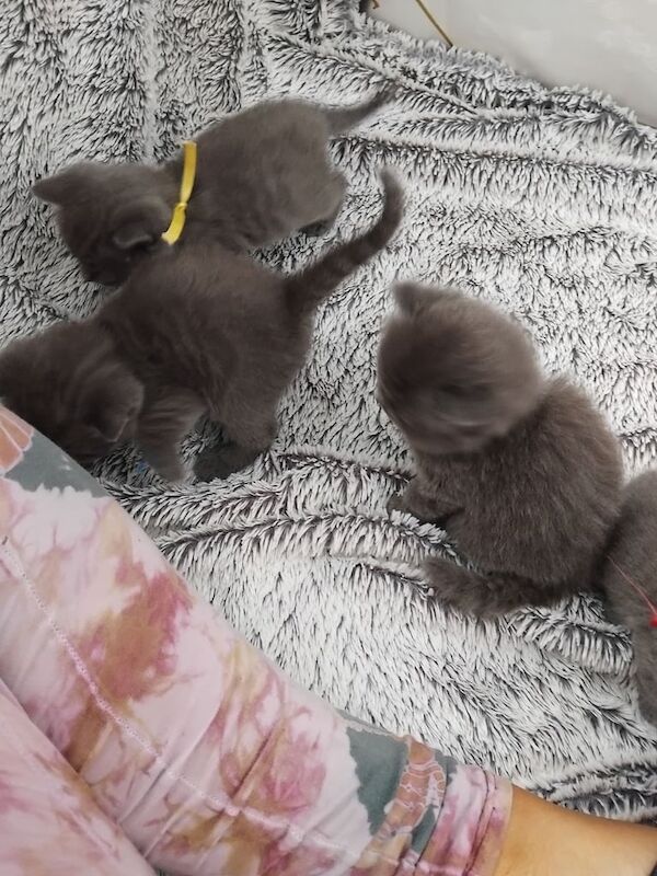 British Shorthair kittens for sale in Wetherby, West Yorkshire – 3 weeks old