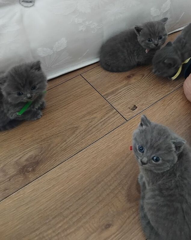 British Shorthair kittens for sale in Wetherby, West Yorkshire – 3 weeks old - Image 2 of 3