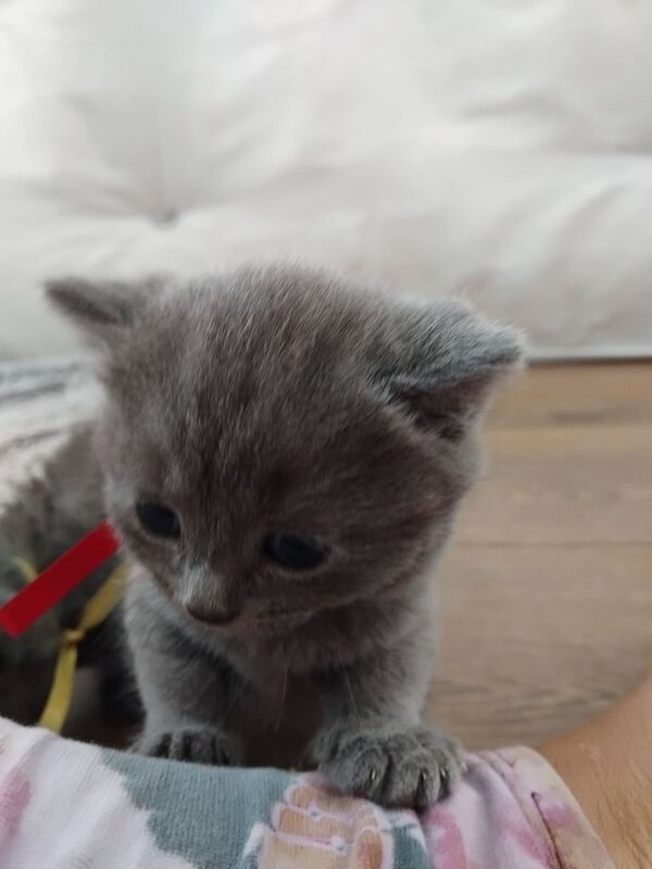 British Shorthair kittens for sale in Wetherby, West Yorkshire – 3 weeks old - Image 3 of 3