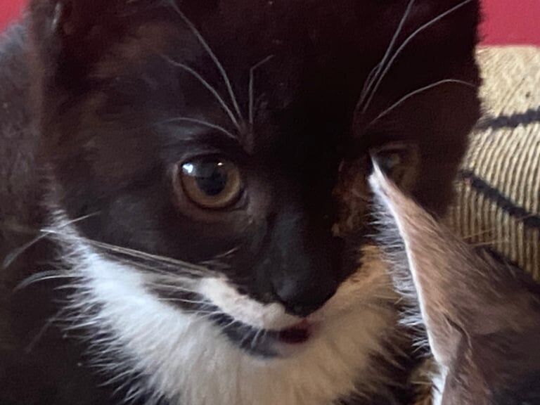 British Shorthair kittens for sale in Tower Hamlets, Kent – 11 weeks old - Image 2 of 6