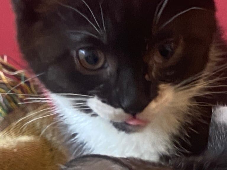 British Shorthair kittens for sale in Tower Hamlets, Kent – 11 weeks old - Image 3 of 6