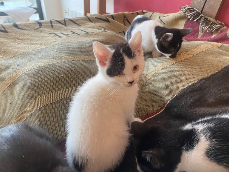 British Shorthair kittens for sale in Tower Hamlets, Kent – 11 weeks old - Image 4 of 6