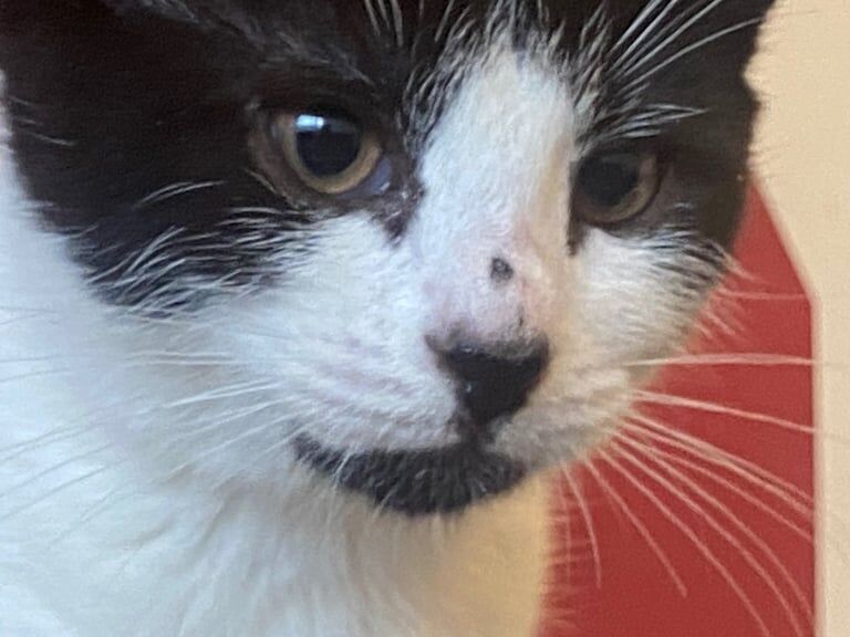 British Shorthair kittens for sale in Tower Hamlets, Kent – 11 weeks old - Image 5 of 6