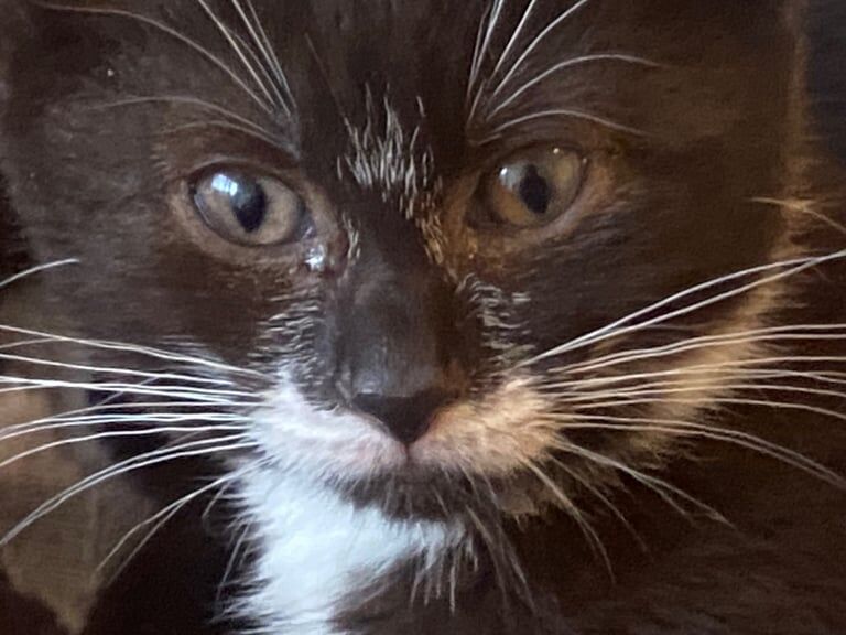 British Shorthair kittens for sale in Tower Hamlets, Kent – 11 weeks old - Image 6 of 6