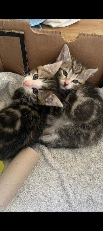 British Shorthair kittens for sale in Coleraine, County Londonderry – 8 weeks old