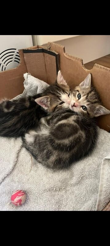 British Shorthair kittens for sale in Coleraine, County Londonderry – 8 weeks old - Image 2 of 3