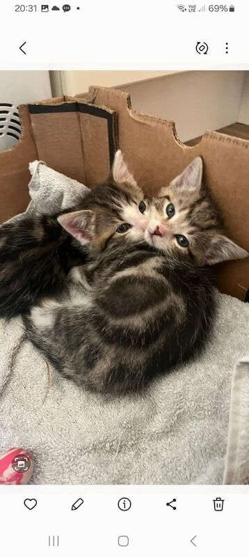 British Shorthair kittens for sale in Coleraine, County Londonderry – 8 weeks old - Image 3 of 3