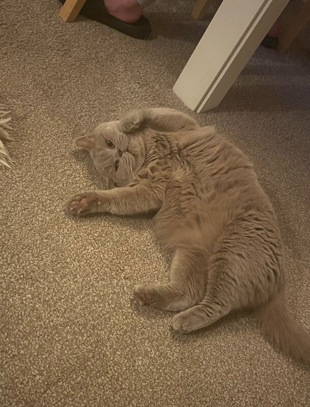 British Shorthair kittens for sale in East Riding of Yorkshire – 4 years old