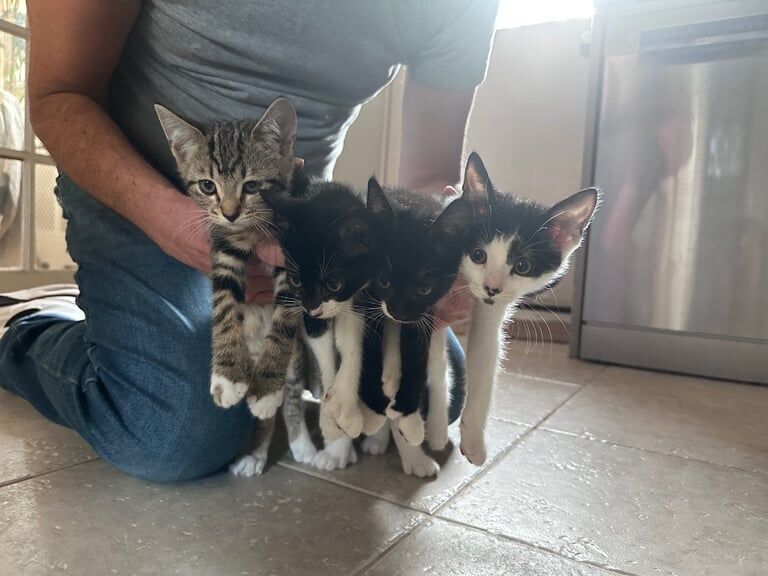 British Shorthair kittens for sale in Barking, Greater London – 9 weeks old