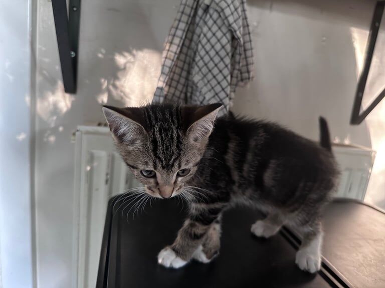 British Shorthair kittens for sale in Barking, Greater London – 9 weeks old - Image 3 of 3