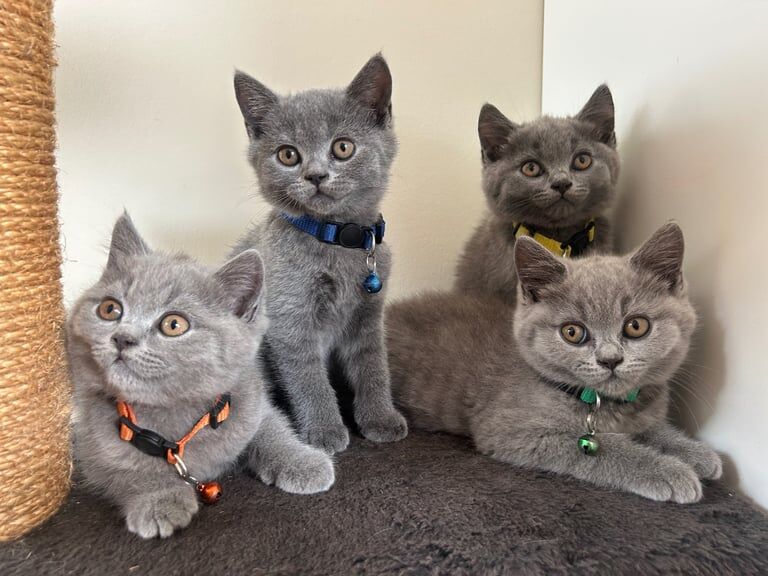 British Shorthair kittens for sale in Acton, Greater London – 9 weeks old