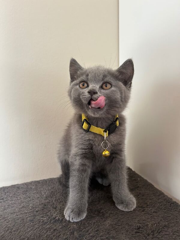 British Shorthair kittens for sale in Acton, Greater London – 9 weeks old - Image 2 of 3