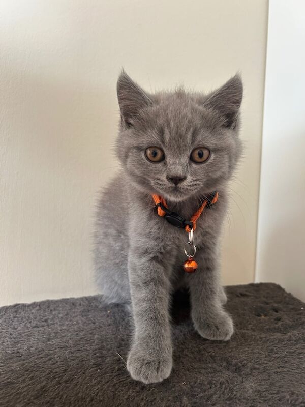 British Shorthair kittens for sale in Acton, Greater London – 9 weeks old - Image 3 of 3