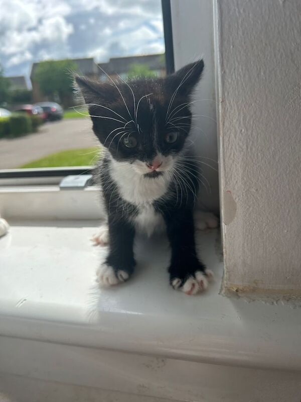 Four gorgeous 8 wk old kittens for sale