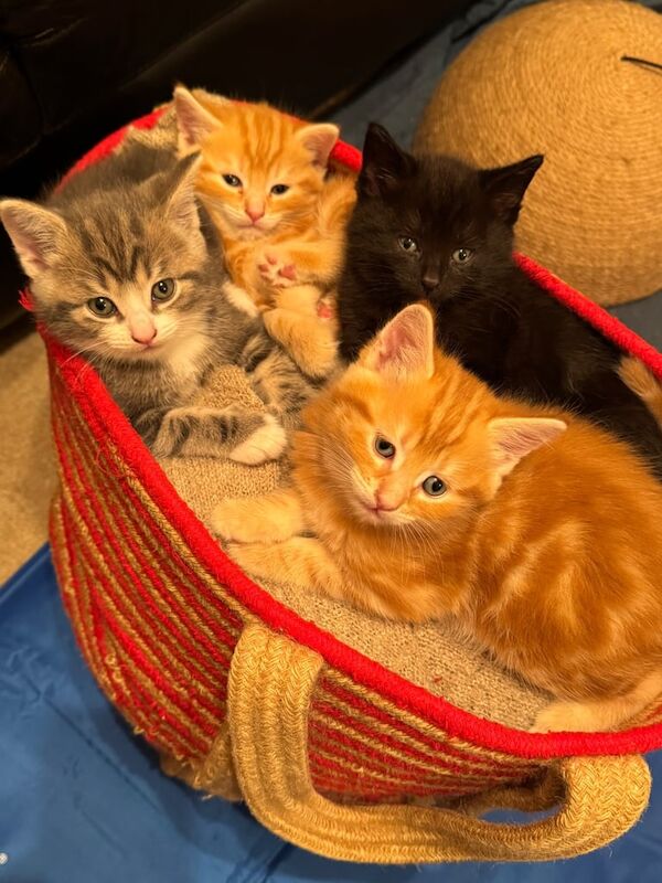 British Shorthair kittens for sale in East Ham, Greater London – 7 weeks old