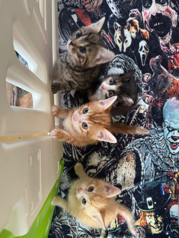 British Shorthair kittens for sale in Tonbridge, Kent – 8 weeks old