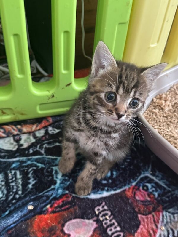 British Shorthair kittens for sale in Tonbridge, Kent – 8 weeks old - Image 2 of 3