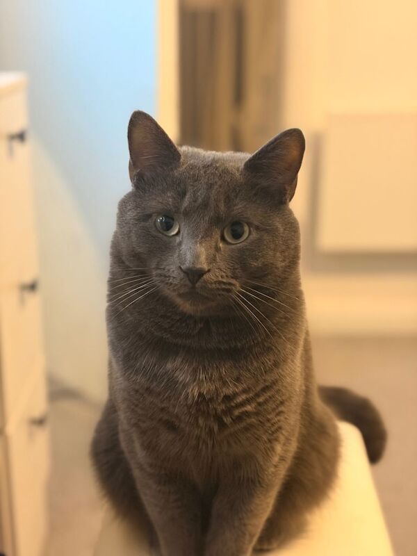 Friendliest and Cuddliest Domestic Shorthair Mix