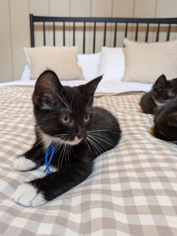 British Shorthair Kittens For Sale Under £300