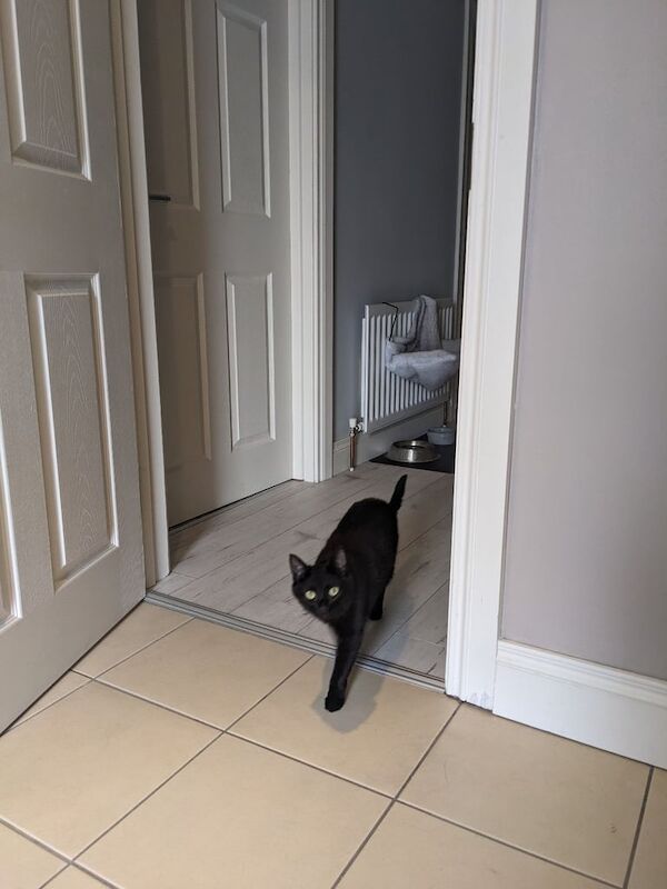 British Shorthair kittens for sale in Newtownabbey, County Antrim – 1 year old