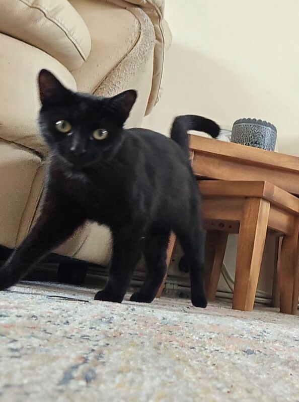 British Shorthair kittens for sale in Harlow, Essex – 1 year old