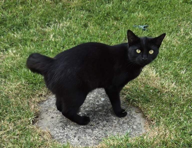 Friendly loving cat - Image 2 of 5