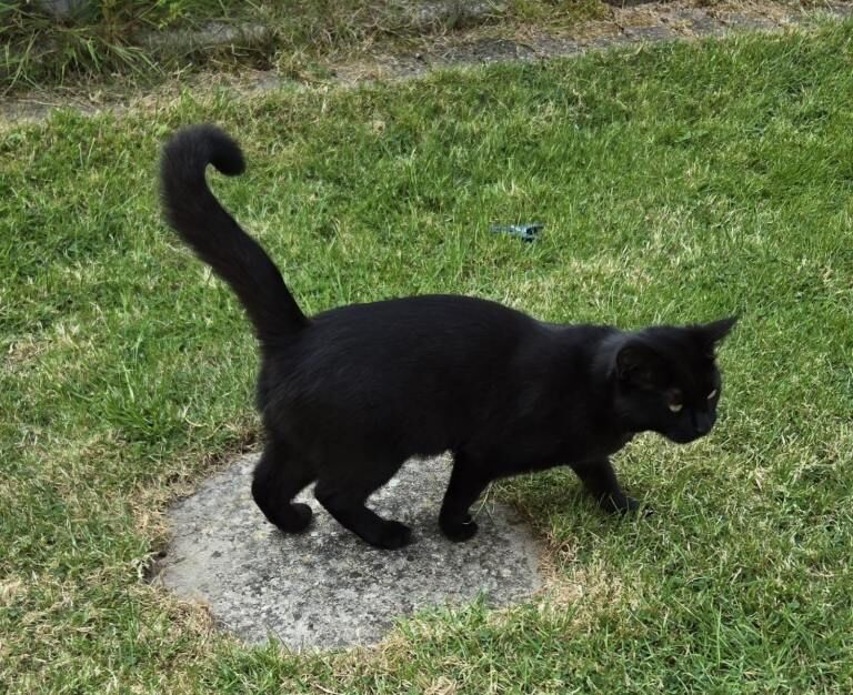 Friendly loving cat - Image 3 of 5