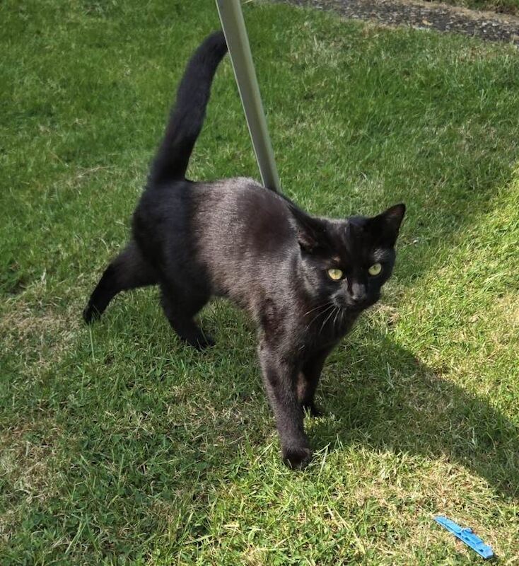 Friendly loving cat - Image 4 of 5