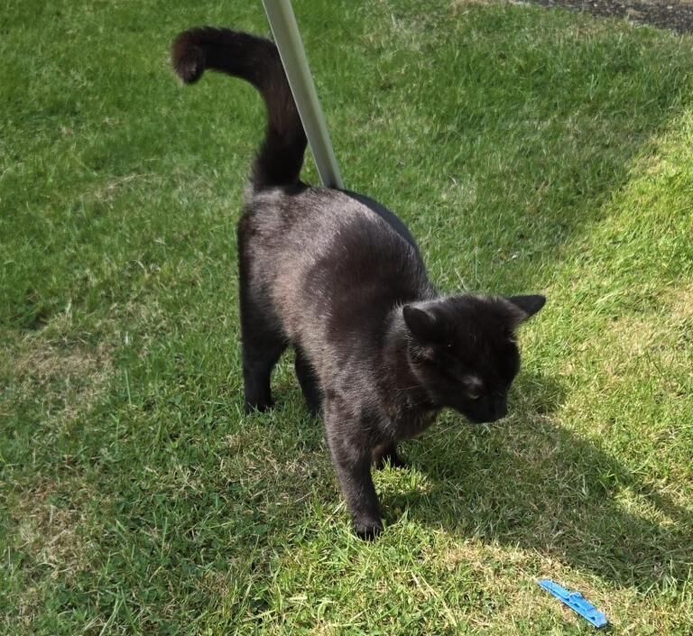 Friendly loving cat - Image 5 of 5