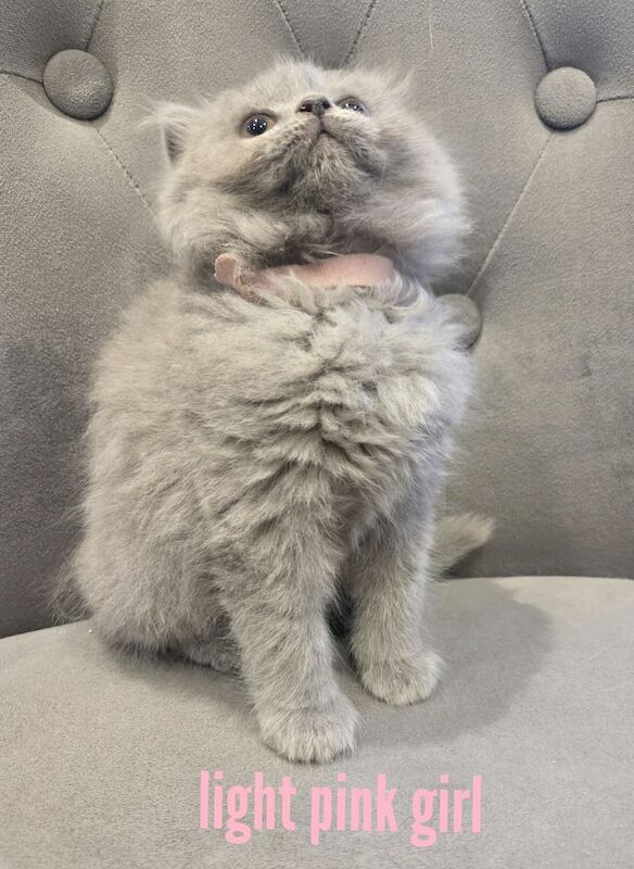 British Shorthair kittens for sale in Sydenham, Greater London – 9 weeks old