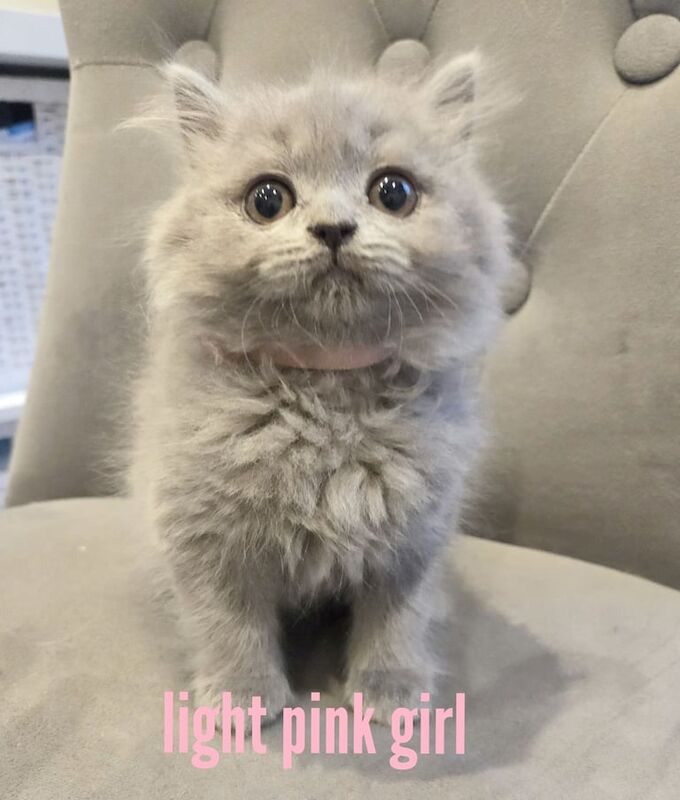 British Shorthair kittens for sale in Sydenham, Greater London – 9 weeks old - Image 2 of 5
