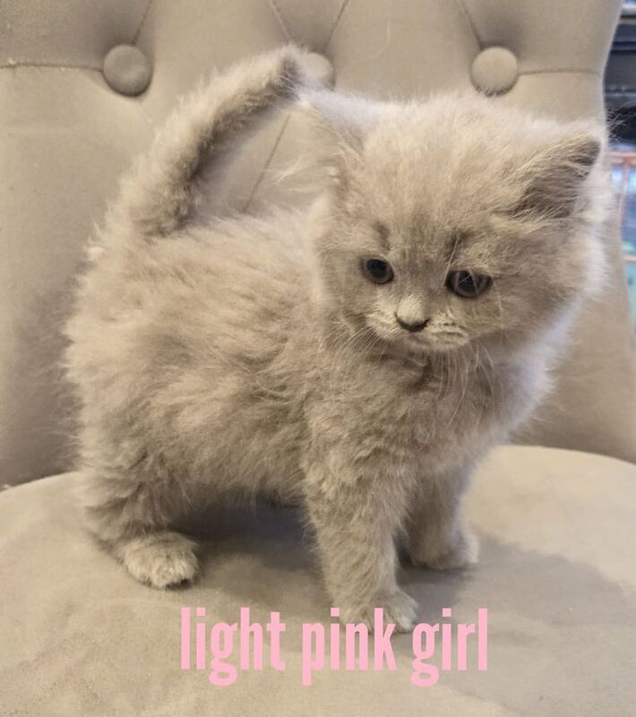 British Shorthair kittens for sale in Sydenham, Greater London – 9 weeks old - Image 3 of 5