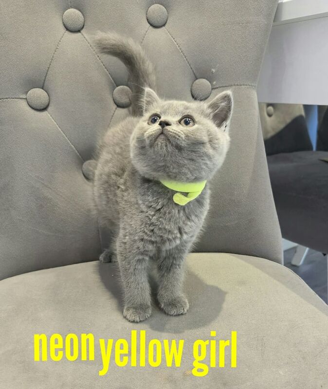 British Shorthair kittens for sale in Sydenham, Greater London – 9 weeks old - Image 4 of 5