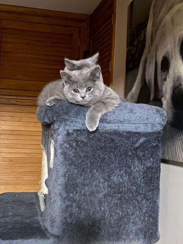 British Shorthair Kittens For Sale