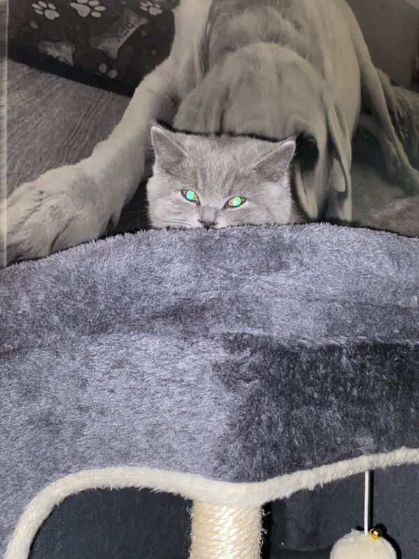 Full Pedigree Blue British Shorthair Kittens - Image 2 of 4