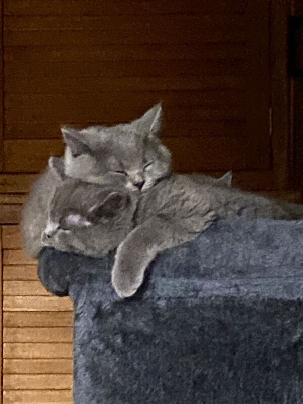 Full Pedigree Blue British Shorthair Kittens - Image 3 of 4