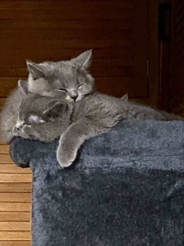 Full Pedigree Blue British Shorthair Kittens - Image 4 of 4