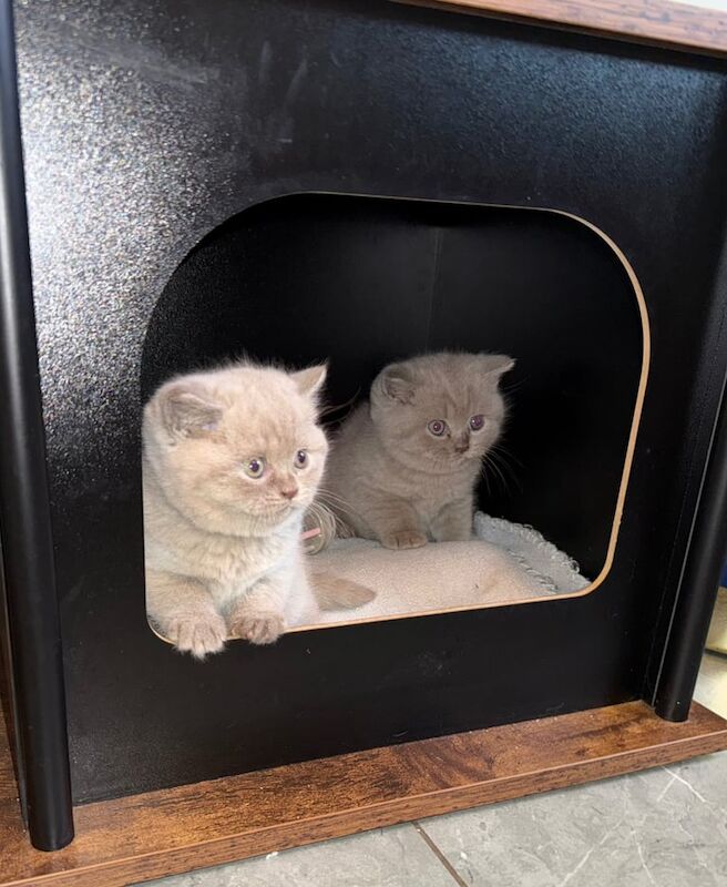 Full Pedigree Boys with GCCF papers for sale in Urmston, Greater Manchester
