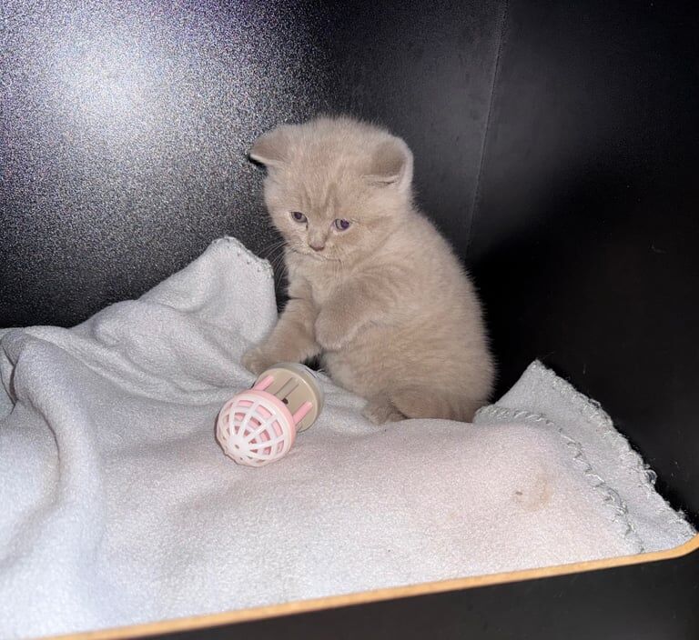 Full Pedigree Boys with GCCF papers for sale in Urmston, Greater Manchester | Image 2
