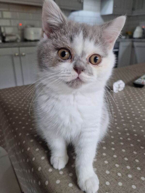 British Shorthair kittens for sale in Banbridge, County Down – 3 months old - Image 2 of 3